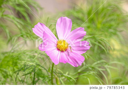 ピンク色のコスモスとヒラタアブ 79785343