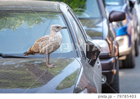 Herring gull chick (Larus argentatus) on the hood of a parked car in the street Herring gull chick (Larus argentatus) on the hood of a parked car in the street 79785403