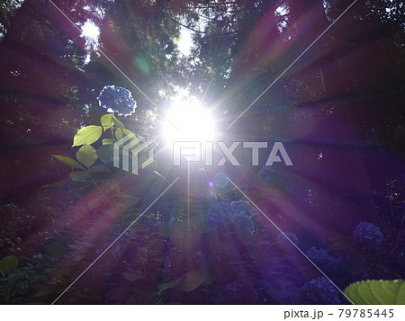 満開のアジサイ あじさい 紫陽花 満開のアジサイ あじさい 紫陽花 79785445