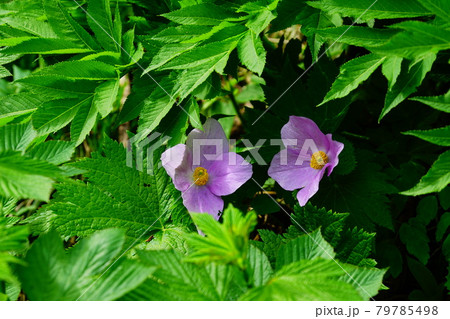 秋田駒ケ岳 かたがり泉水 秋田駒ケ岳 かたがり泉水 79785498