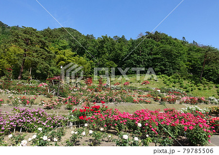 バラ　薔薇　ばら　東沢バラ公園 79785506
