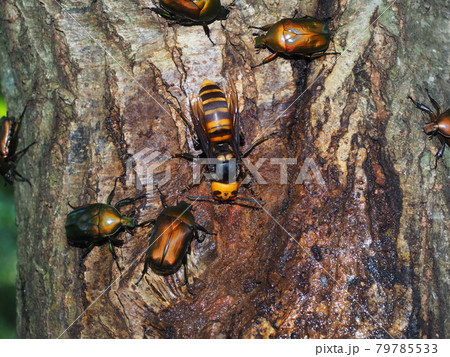樹液に集まるオオスズメバチとカナブン 樹液に集まるオオスズメバチとカナブン 79785533
