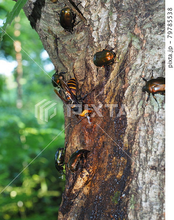 樹液に集まるオオスズメバチとカナブン 79785538