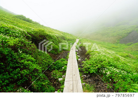 秋田駒ケ岳　チングルマ咲く高山植物帯　 79785697