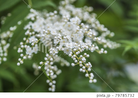 ホザキナナカマドの清楚な花と蕾 ホザキナナカマドの清楚な花と蕾 79785732