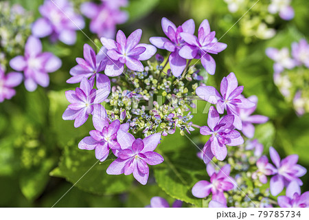赤紫色のガクアジサイのアップ 赤紫色のガクアジサイのアップ 79785734
