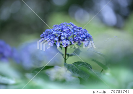 青い渦紫陽花 青い渦紫陽花 79785745