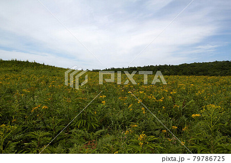 知床自然センター散策路の風景 知床自然センター散策路の風景 79786725
