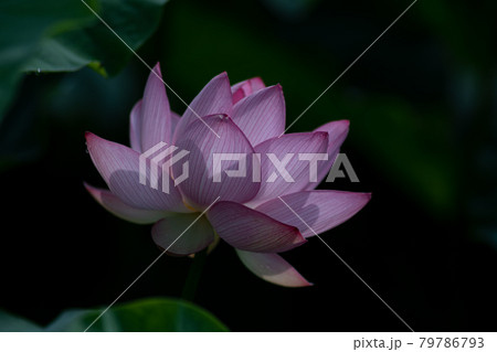 日陰で咲く蓮の花 7月 日陰で咲く蓮の花 7月 79786793