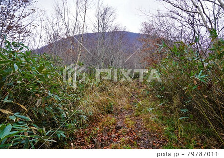 二岐山登山道からの山頂 二岐山登山道からの山頂 79787011