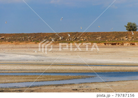 Flock of birds on the pink salty Syvash lake in Kherson region, Ukraine Flock of birds on the pink salty Syvash lake in Kherson region, Ukraine 79787156