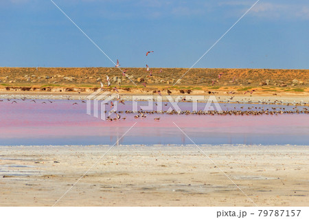 Flock of birds on the pink salty Syvash lake in Kherson region, Ukraine Flock of birds on the pink salty Syvash lake in Kherson region, Ukraine 79787157
