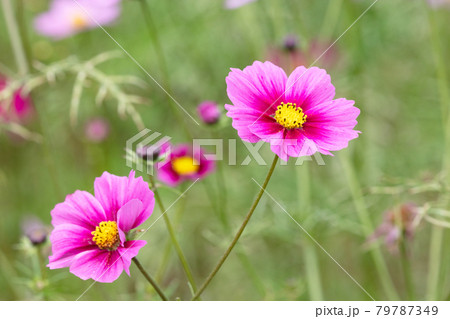 コスモスの花 79787349