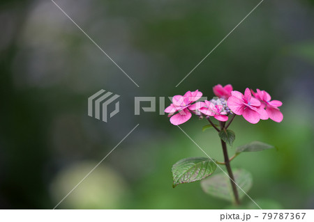 ピンク色の山紫陽花 ピンク色の山紫陽花 79787367