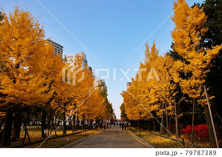 札幌市中島公園のイチョウ並木 79787389