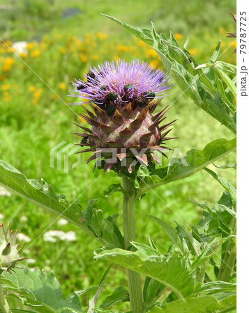 アーティチョーク(チョウセンアザミ) アーティチョーク(チョウセンアザミ) 79787725