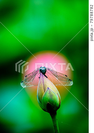 熊本県山鹿市鹿央町の鹿央古代の森の蓮 熊本県山鹿市鹿央町の鹿央古代の森の蓮 79788782