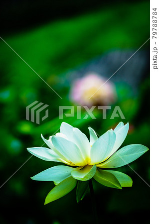 熊本県山鹿市鹿央町の鹿央古代の森の蓮 熊本県山鹿市鹿央町の鹿央古代の森の蓮 79788784