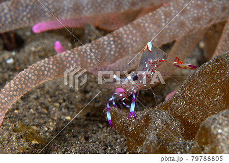 カクレエビの未記載種 79788805