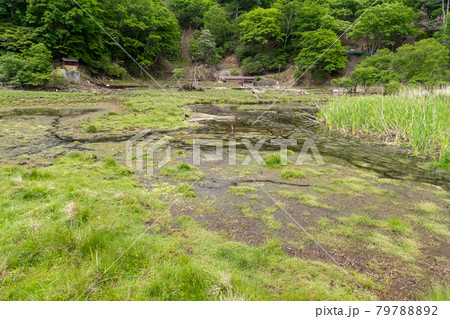 湯元温泉の湿原 湯元温泉の湿原 79788892