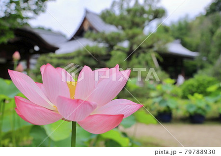 花の寺 法金剛院に咲く満開の蓮 花の寺 法金剛院に咲く満開の蓮 79788930