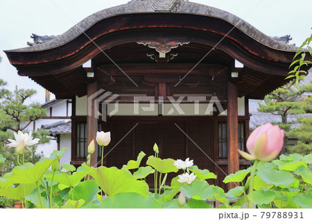 花の寺　法金剛院に咲く満開の蓮 79788931