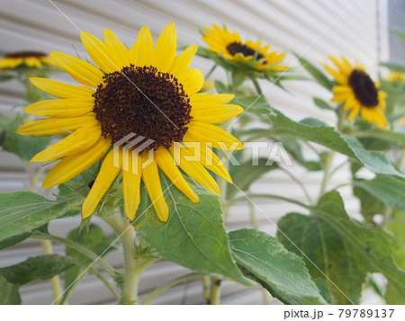 ひまわり 79789137