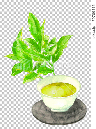 新茶と茶畑の葉【手描き水彩画】白バック コピースペースあり PNG 79789513