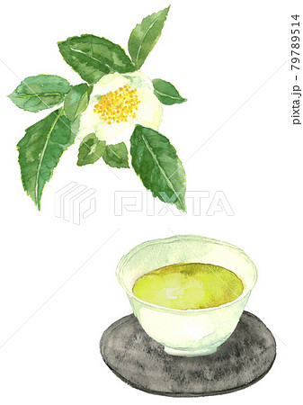 新茶と茶畑のお茶の花 手描き水彩画 白バック コピースペースあり Pngのイラスト素材