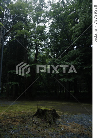 切り株　stump　stubble　 林　Woods 森　Forest　自然　Nature　静寂 79789529