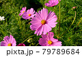 コスモス 79789684