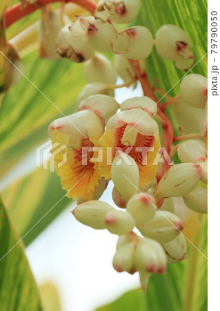 月桃　夏の花 79790050