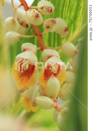 月桃 夏の花 月桃 夏の花 79790051