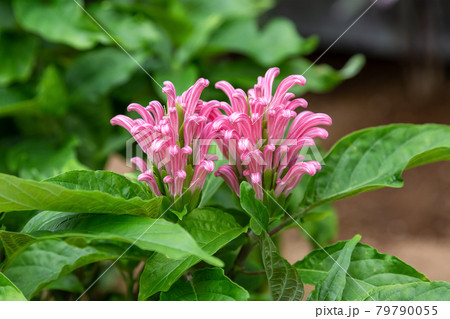 常緑低木で円錐花序のサンゴバナ【珊瑚花】 常緑低木で円錐花序のサンゴバナ【珊瑚花】 79790055