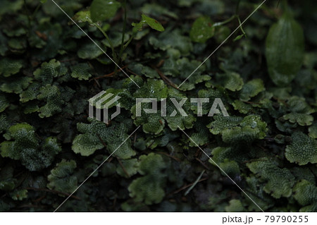 苔 Moss 植物 Plants 葉 Leaf Leaves 苔 Moss 植物 Plants 葉 Leaf Leaves 79790255