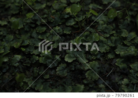 苔 Moss 植物 Plants 葉 Leaf Leaves 苔 Moss 植物 Plants 葉 Leaf Leaves 79790261