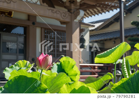 青空背景 蓮の花 大通寺 青空背景 蓮の花 大通寺 79790281
