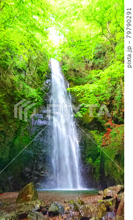 奥多摩・川苔山（川乗山）の滝 79790291