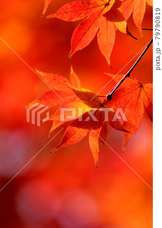 紅葉の景色 篠山の秋 風景 篠山 田舎 79790819