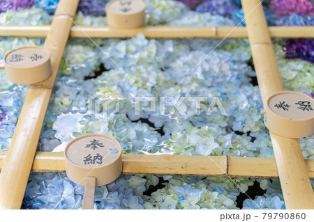 福島県猪苗代湖近くにある土津神社のアジサイの花手水が美しい 福島県猪苗代湖近くにある土津神社のアジサイの花手水が美しい 79790860