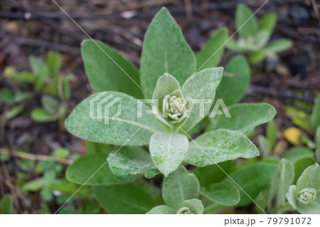 水滴のついた葉 79791072