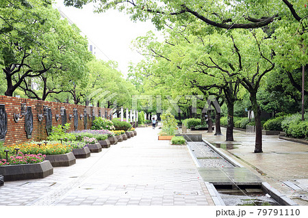 神戸三宮 雨の東遊園地(兵庫県 神戸市) 神戸三宮 雨の東遊園地(兵庫県 神戸市) 79791110