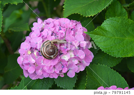 ピンクの紫陽花にカタツムリの写真素材