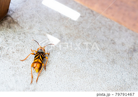 カミキリムシ 模様 触覚 トラカミキリ トラフカミキリ 蜂に擬態する虫 カミキリムシ 模様 触覚 トラカミキリ トラフカミキリ 蜂に擬態する虫 79791467
