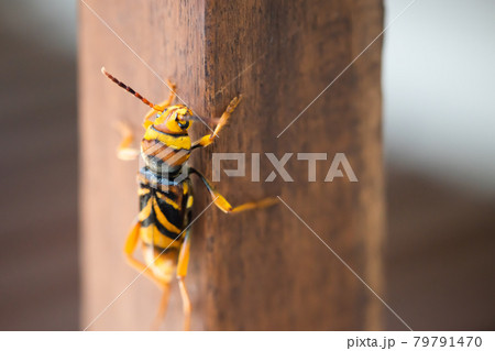 カミキリムシ トラカミキリ トラフカミキリ 蜂に擬態する虫 カミキリムシ トラカミキリ トラフカミキリ 蜂に擬態する虫 79791470