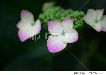 薄い紫色の山紫陽花 79792023