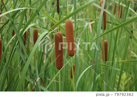 抽水植物 ガマ 抽水植物 ガマ 79792362