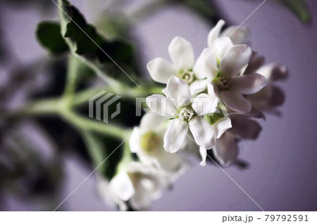 ホワイトスターの花 ホワイトスターの花 79792591