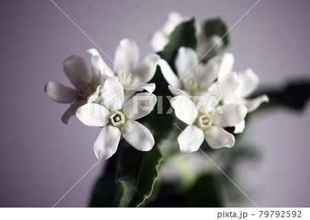 ホワイトスターの花の写真素材