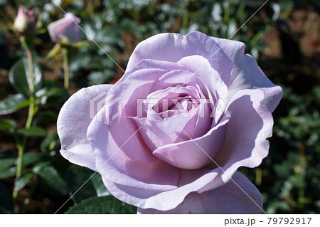 紫のバラの花 紫のバラの花 79792917